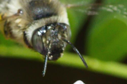 Anthophora quadrimaculata